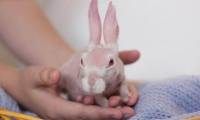 Лысый кролик набирает популярность в Instagram. (Видео) 1