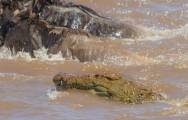 Британский турист сфотографировал, как огромный крокодил «пообедал» антилопой гну в Кении. 0
