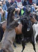 Тысячи испанцев приняли участие в массовой «объездке» диких лошадей в Галисии. (Видео) 12