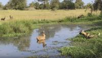 Водяной козёл, скрываясь от диких собак, нашёл самое безопасное место в парке ЮАР (Видео)