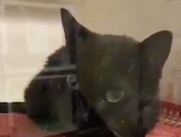 «Говорящую» кошку обнаружили в британском питомнике (Видео)