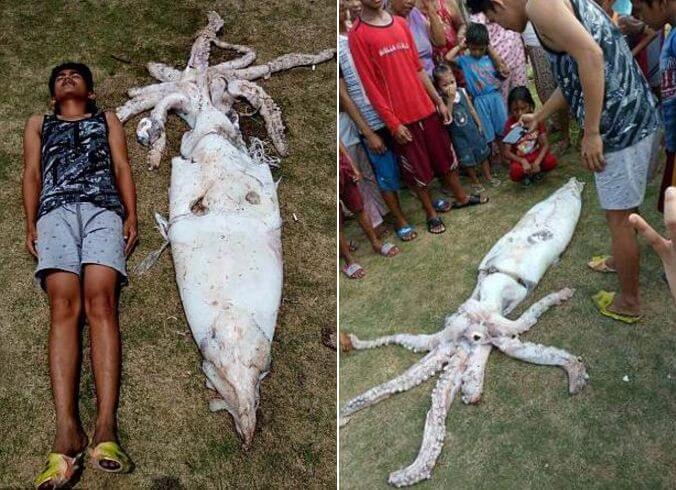 Гигантский кальмар удивил своим размером жителей филиппинской деревни (Видео)