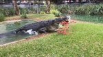 Крокодил одним укусом расправился с «жертвой» в австралийском парке рептилий (Видео)