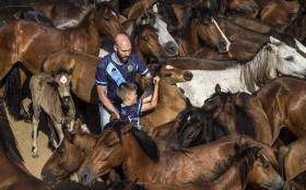 Тысячи испанцев приняли участие в массовой «объездке» диких лошадей в Галисии. (Видео) 22