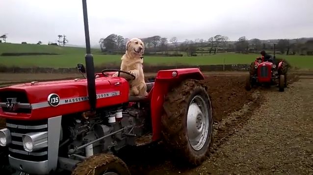 Пёс - тракторист помогает своему хозяину на поле в Ирландии. (Видео)