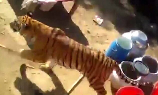 Тигр разогнал свадебную церемонию в Индии (Видео)