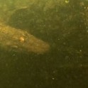 Экстремал, нырнувший в реку, чуть «не оседлал» крокодила в США (Видео)