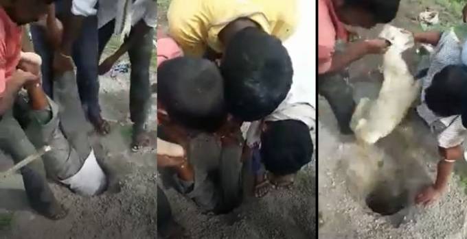 Индиец, рискуя жизнью, достал из колодца маленького ягнёнка. (Видео)