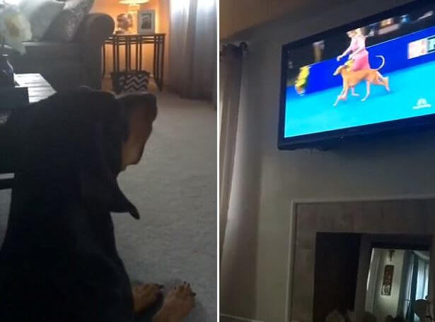 Благодарный зритель: хозяйка не смогла отвлечь своего пса от просмотра собачьего шоу по телевизору. (Видео)