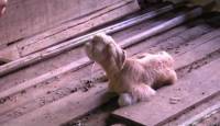 Коза произвела на свет одноглазого детёныша в Малайзии. (Видео) 3