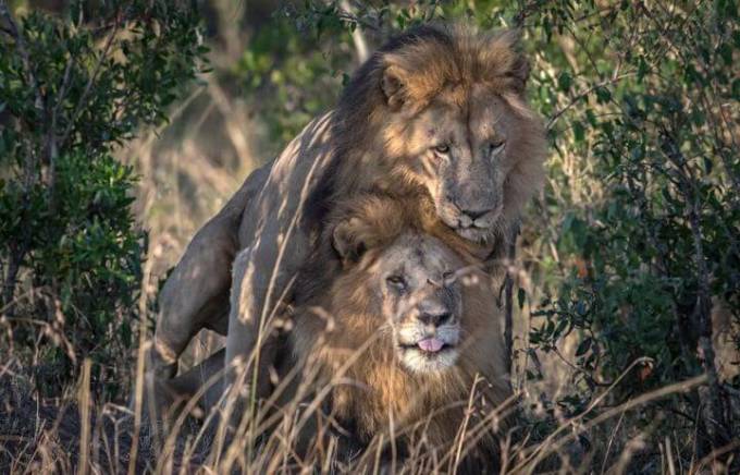 Кенийский политик требует изолировать двух львов, сменивших ориентацию в заповеднике Масаи-Мара.