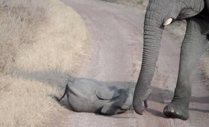 Маленький слонёнок закатил истерику перед своими родителями в африканском сафари - парке. (Видео)