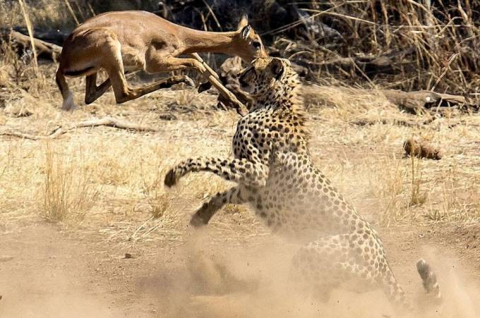 В объятьях смерти. Антилопа не смогла перепрыгнуть через гепарда в национальном парке Пиланесберг в ЮАР