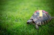 Сбежавшая черепаха спустя 1.5 года была найдена в 10 километрах от места побега 3