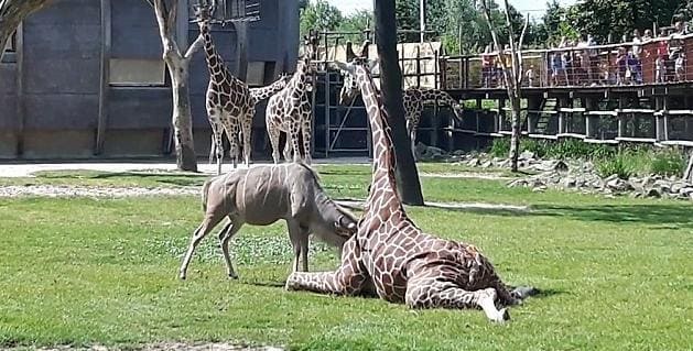 Антилопа забодала жирафа в голандском зоопарке . (Видно)