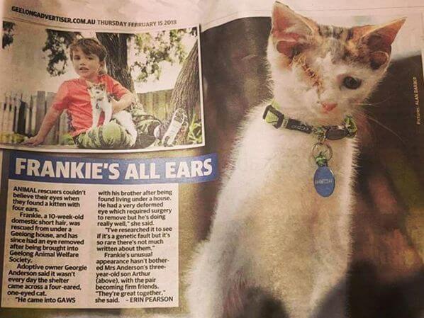 Одноглазого котёнка, с четырьмя ушами, спасли в Австралии (Видео)