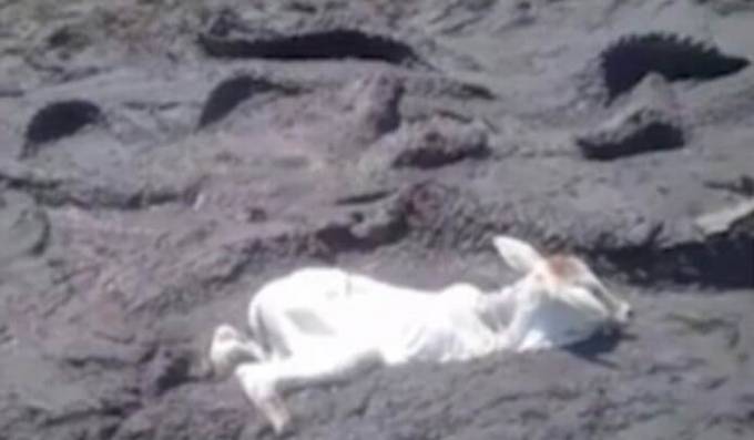 Спасатели вытащили телёнка из пересохшей реки с крокодилами. (Видео)