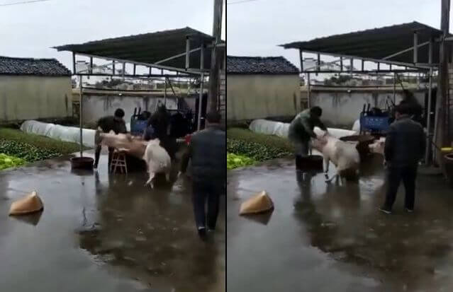 Свинья не дала убить своего соплеменника на ферме в Китае (Видео)