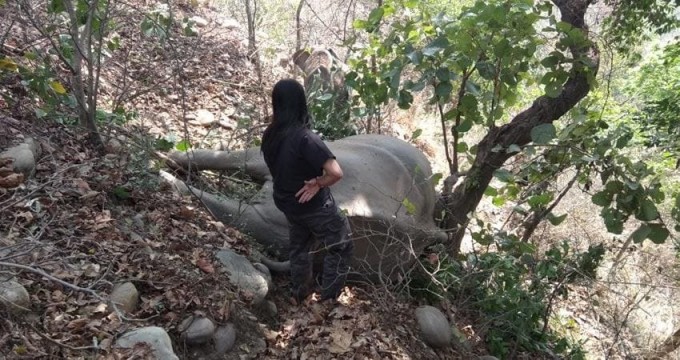 Слонёнок не смог смириться с гибелью своей матери в Индии (Видео)