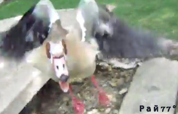 Утка атаковала слишком любопытного американца, распугавшего её птенцов. (Видео)