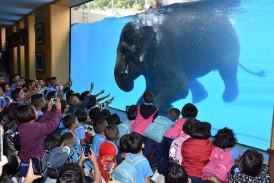 <p>
	Огромной популярностью у туристов стал пользоваться зоопарк Кхао Кхео после появления в нём бассейна для слонов.
</p>