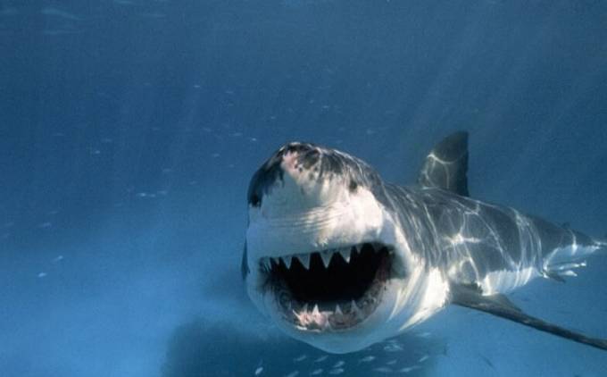 Рыбак случайно поймал акулу у побережья Австралии. (Видео)