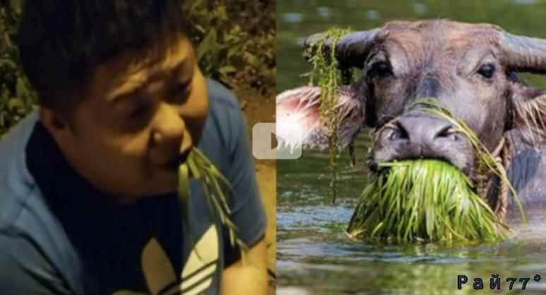 Пьяный китайский автомобилист принялся есть траву, чтобы доказать свою вменяемость. (Видео)