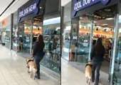 Собака - поводырь, которая не может пройти мимо любимого зоомагазина, стала знаменитой в интернете (Видео)