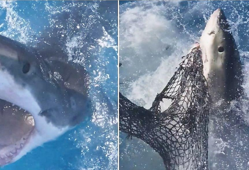 Белая акула попыталась утащить снасть, свисающую с борта судна у берегов Флориды ▶