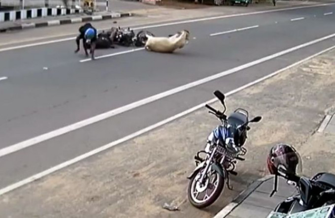 Бык «подрезал» мотоциклиста в Шри-Ланке (Видео)