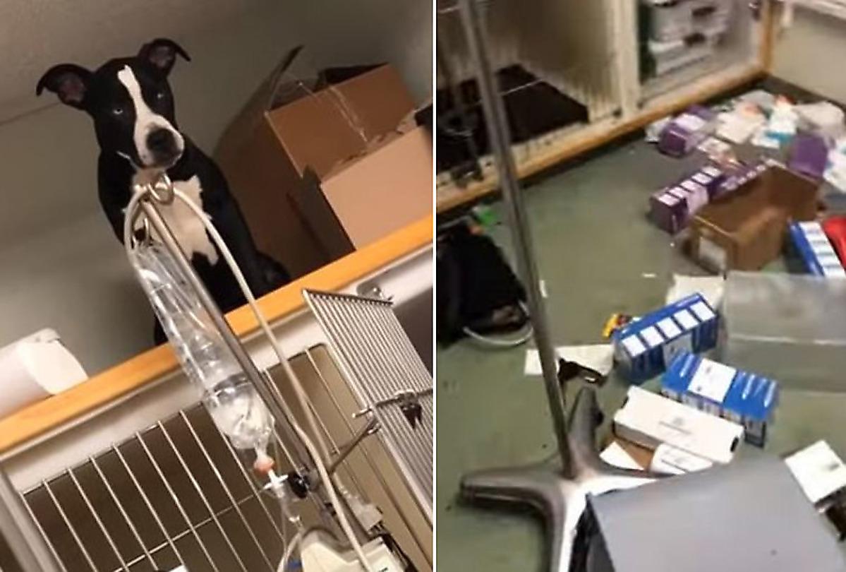 Четвероногий пациент выбрался из клетки и разгромил ветеринарный кабинет