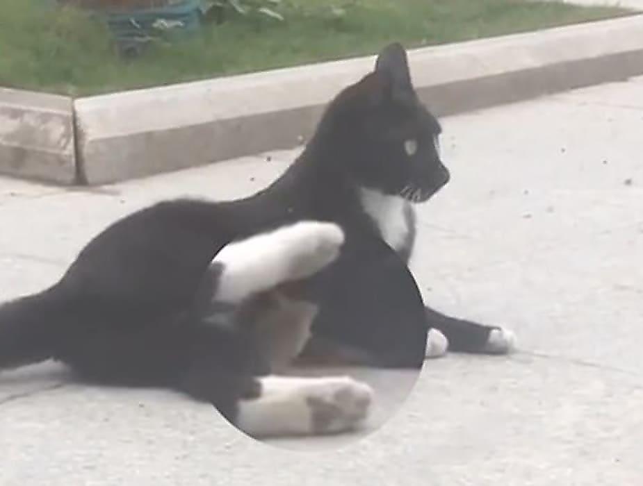 Кошка-«вегетарианка», обнимающаяся с мышью, попала на видео в Китае