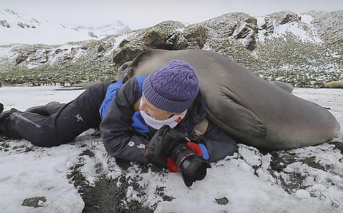 Любопытный тюлень во время фотосессии забрался на женщину-фотографа: Зоовести - Экшн Ньюс