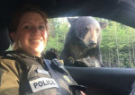 Медведь исследовал полицейский автомобиль в Канаде (Видео)