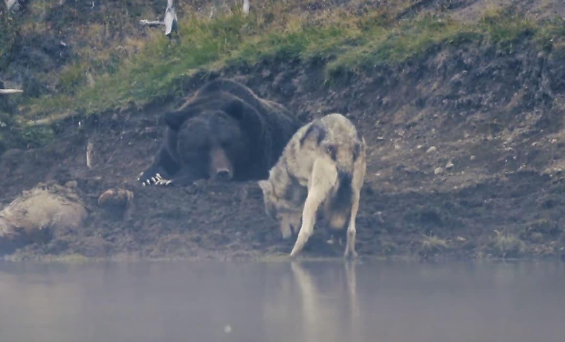 Медведь, закопав тушу лося, не позволил волку откопать её - видео