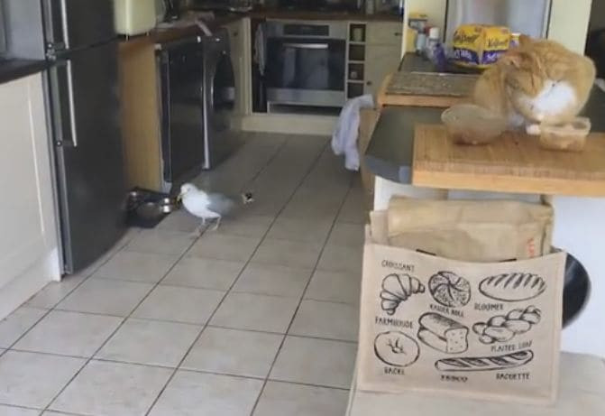 Наглая чайка пристрастилась к кошачьему корму, воруя его из под носа домашних питомцев (Видео)