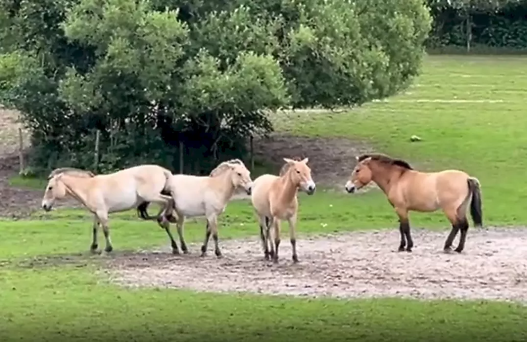 Попа к попе: два коня устроили потасовку и попали на видео в Дании