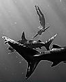 Скандально известная модель устроила голый дайвинг с акулами у побережья Гавайев 2