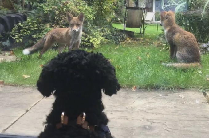 Собака и лисица первый раз увидели друг друга в частном владении в Англии (Видео)