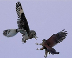 Британский фотограф стал свидетелем воздушного боя за добычу между совой и соколом 3
