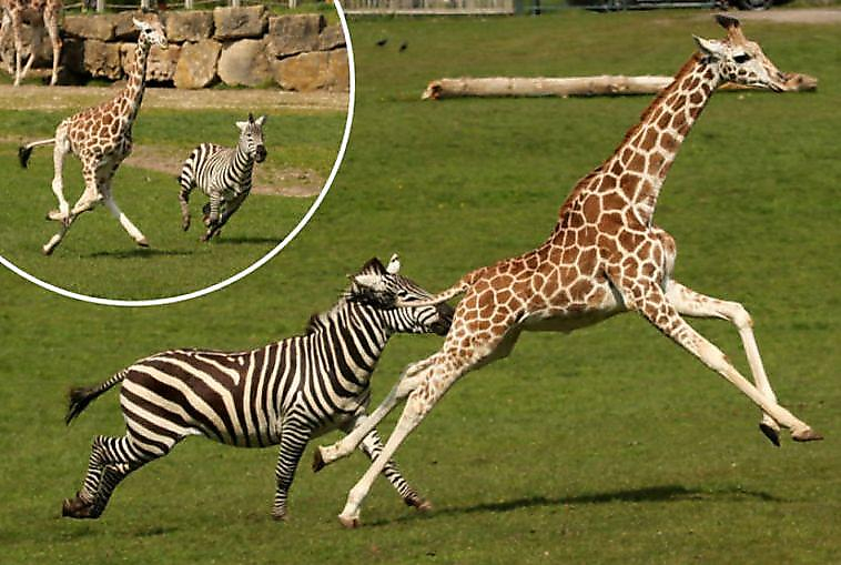 Детёныш жирафа и зебра устроили соревнование по бегу в британском сафари-парке