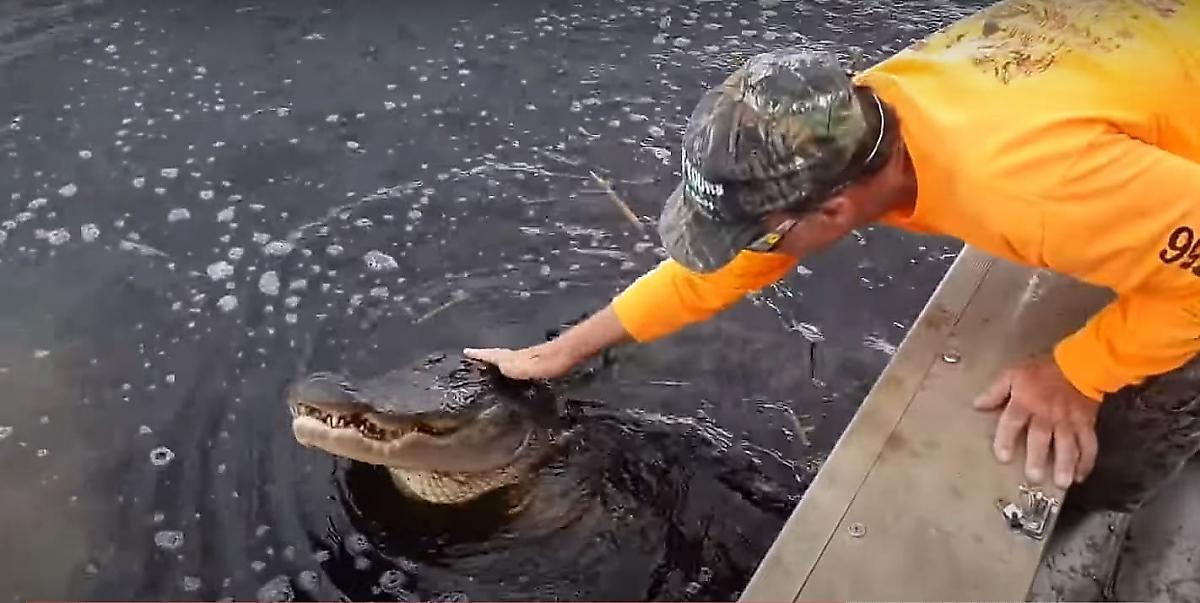 Экстремал завёл дружбу с самкой крокодила, обитающей в реке