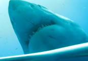 Гигантскую белую акулу привлекла туша кита у Гавайских островов ▶ 0