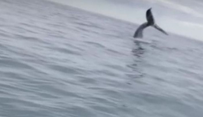 Горбатый кит попал на крючок рыбаков на Аляске (Видео)