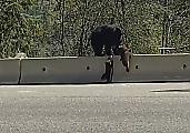 Медвежонок наглядно показал родственнику, как преодолевать дорожные барьеры