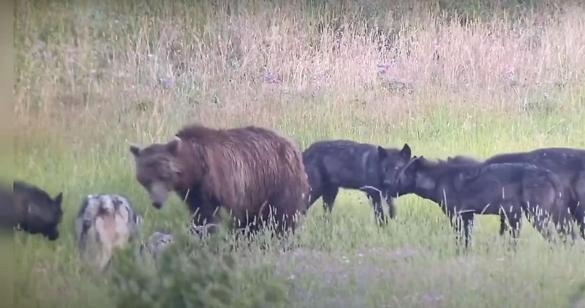 Преследование волками медведя попало на видео в американском парке
