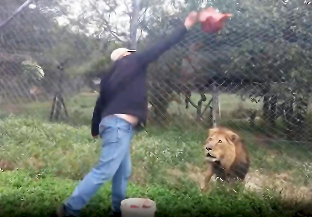 Раненого льва «не соблазнил» кусок мяса, брошенный упитанным туристом в Африке
