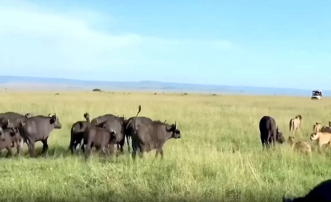 Стадо буйволов отбило у львов своего сородича: видео