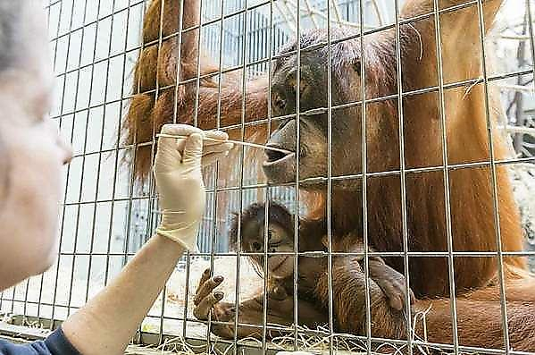 В швейцарском зоопарке определили отца детёныша орангутана при помощи ДНК - теста