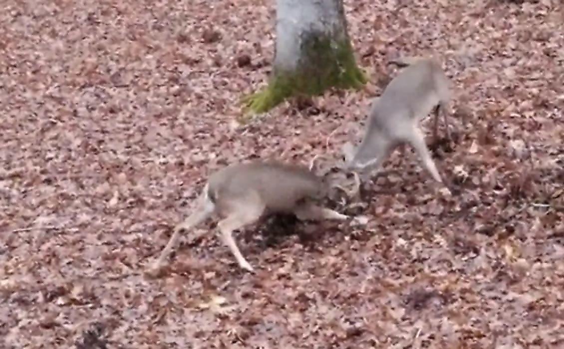 Американец заснял эпическую битву оленей на заднем дворе своего жилища